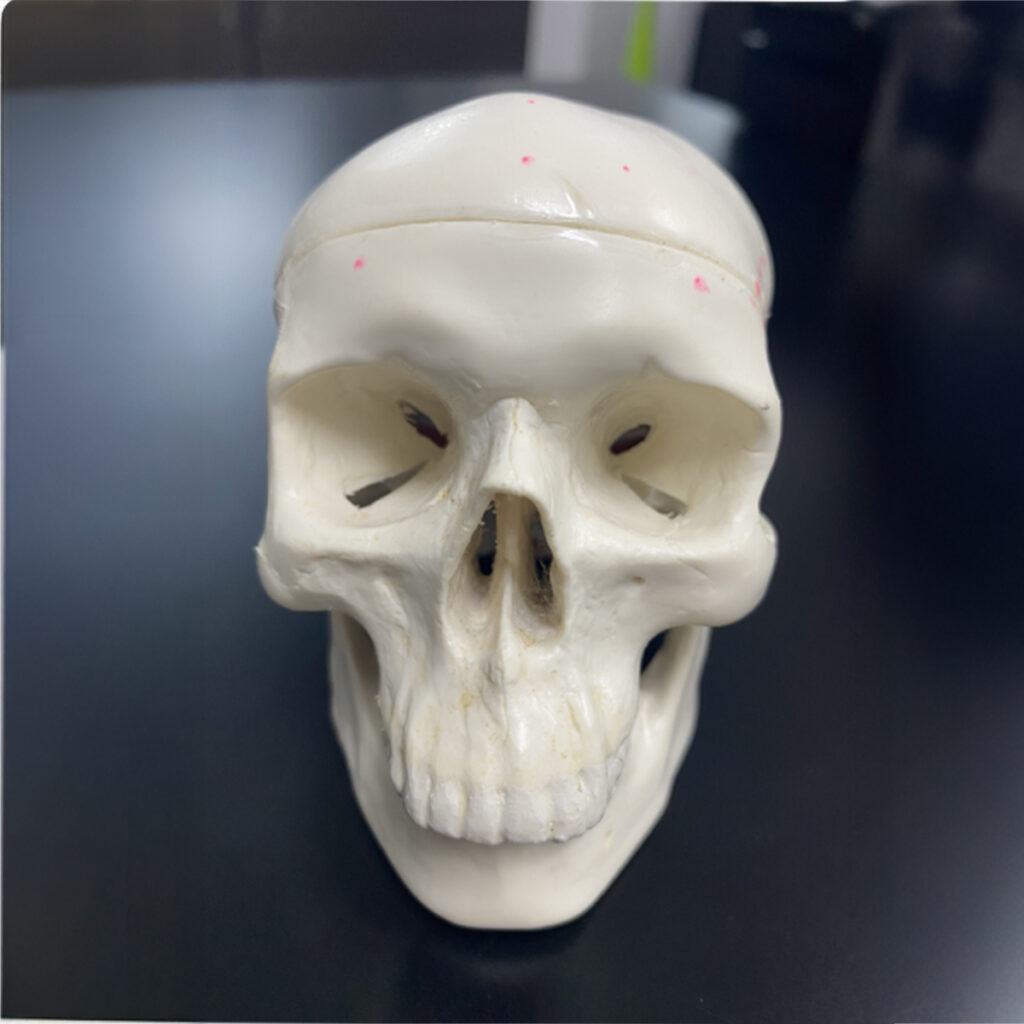 骸骨(スカル)の模型