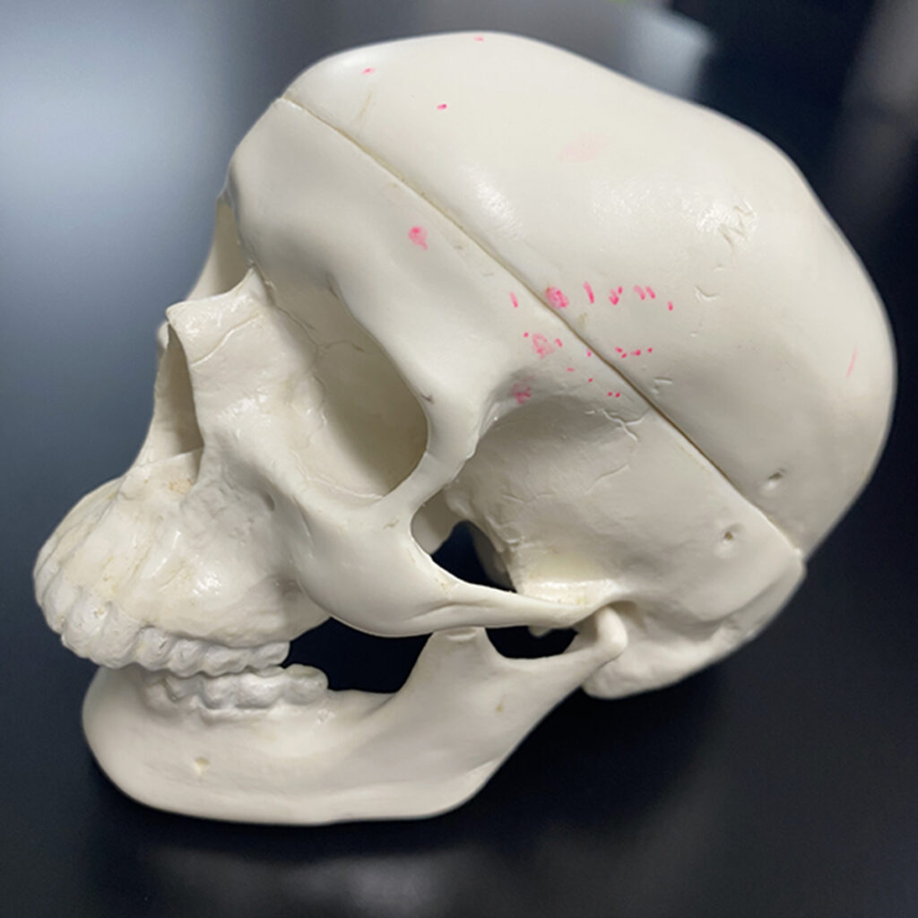 骸骨(スカル)の模型